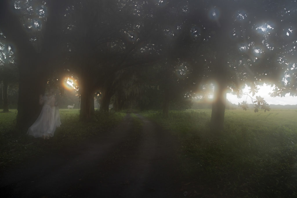 White Deer  Ghostly Figure      Sunrise Through trees